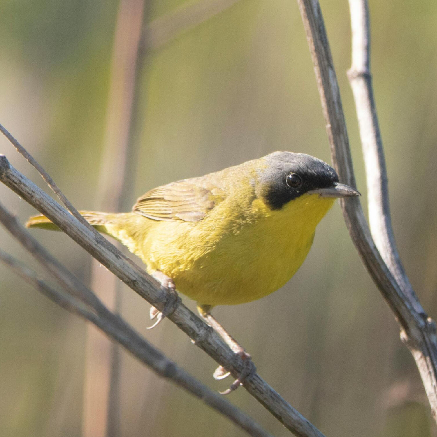 Yellowthroat warbler Yellowthroat warbler